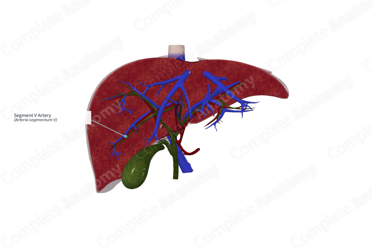 Segment V Artery