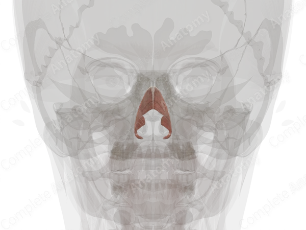 Nasalis Muscle