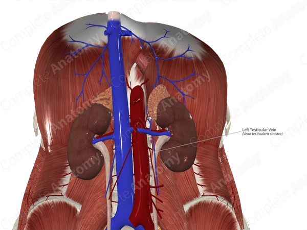 Left Testicular Vein