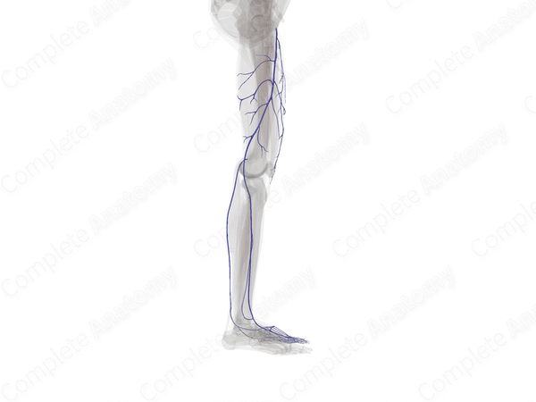 Superficial Veins of Lower Limb (Left)