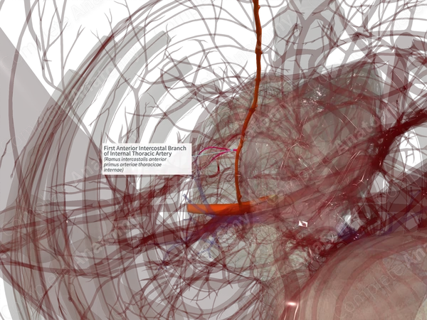 First Anterior Intercostal Branch of Internal Thoracic Artery (Right)