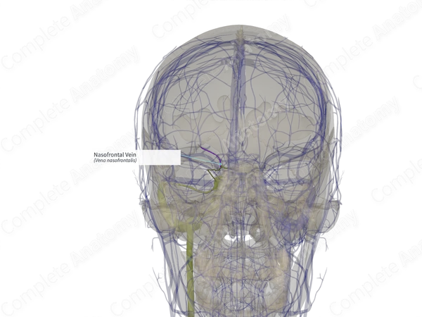 Nasofrontal Vein (Left)