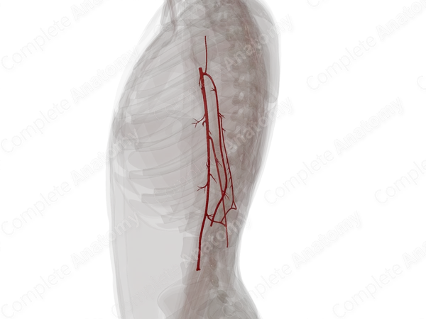 Arteries of Arm (Left)