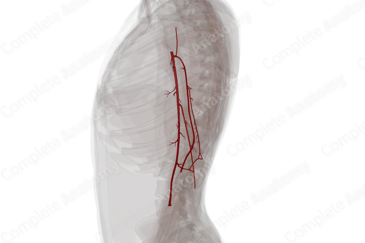 Arteries of Arm (Left)