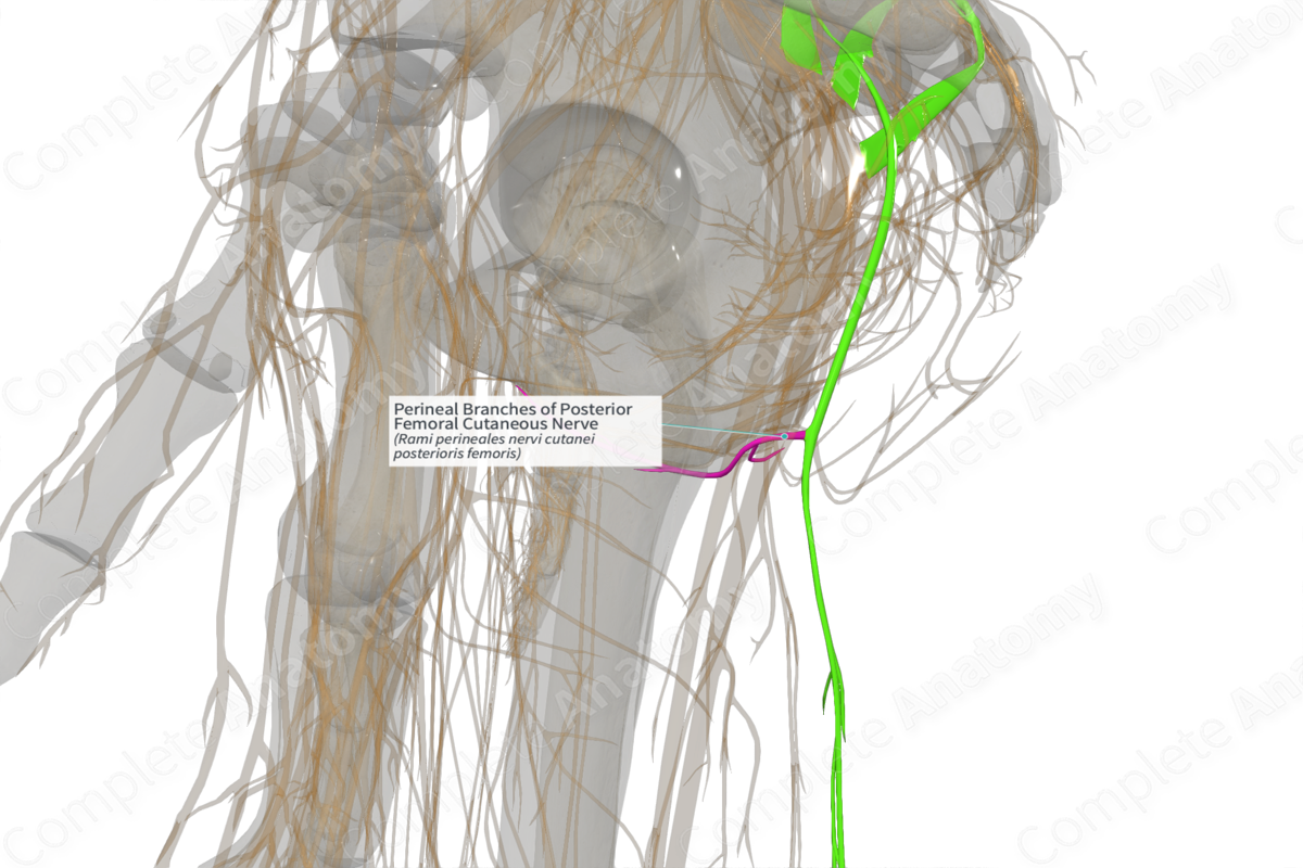 Perineal Branches of Posterior Femoral Cutaneous Nerve (Right)