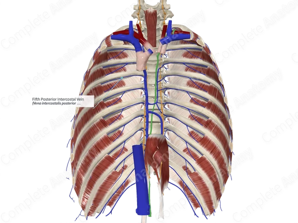 Fifth Posterior Intercostal Vein
