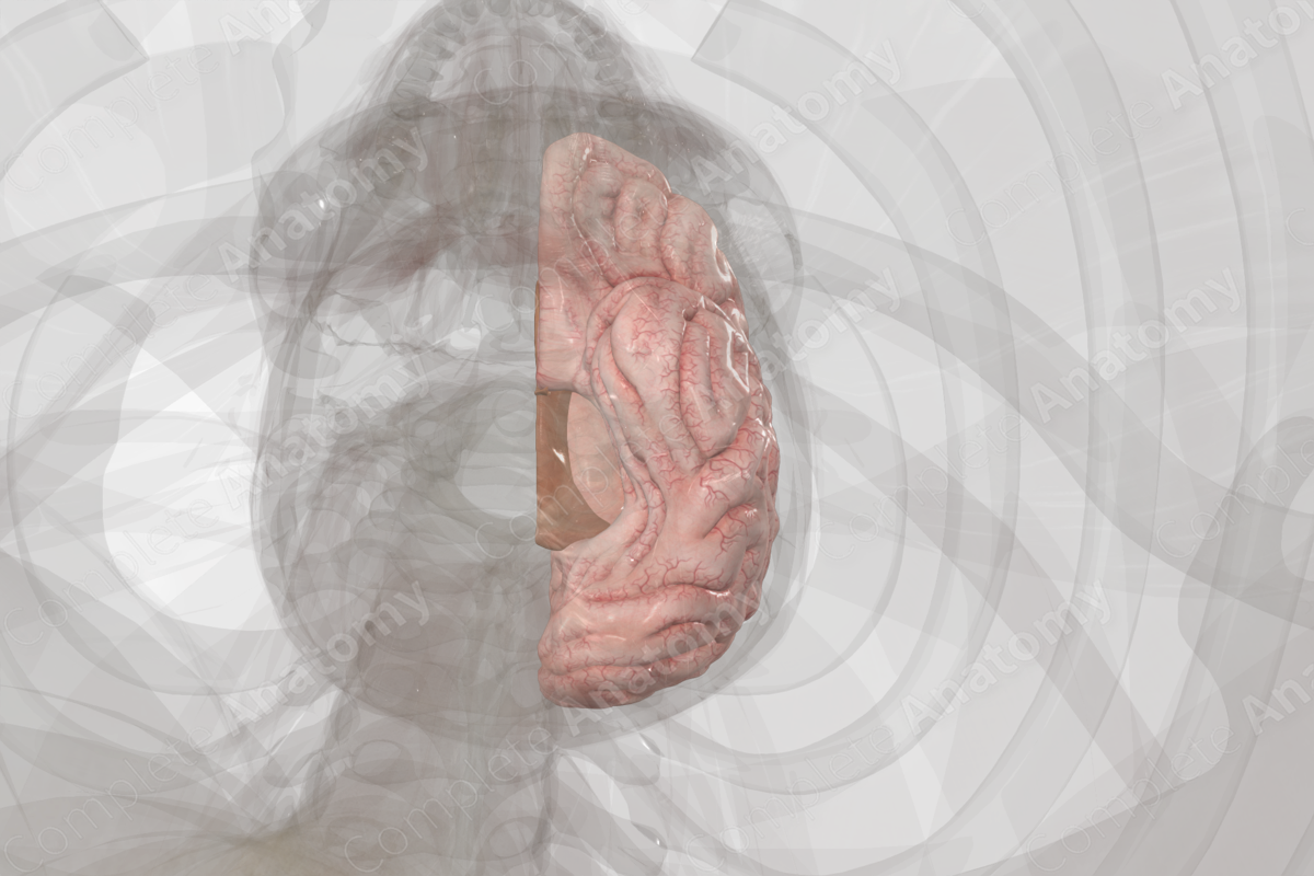 Cerebrum (Left)
