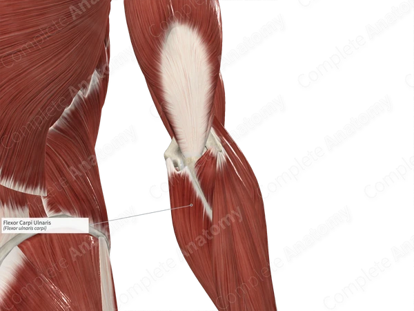 Flexor Carpi Ulnaris