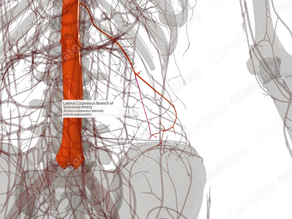 Lateral Cutaneous Branch of Subcostal Artery (Left)