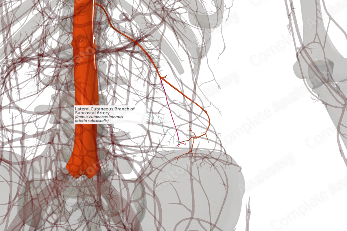 Lateral Cutaneous Branch of Subcostal Artery (Left)