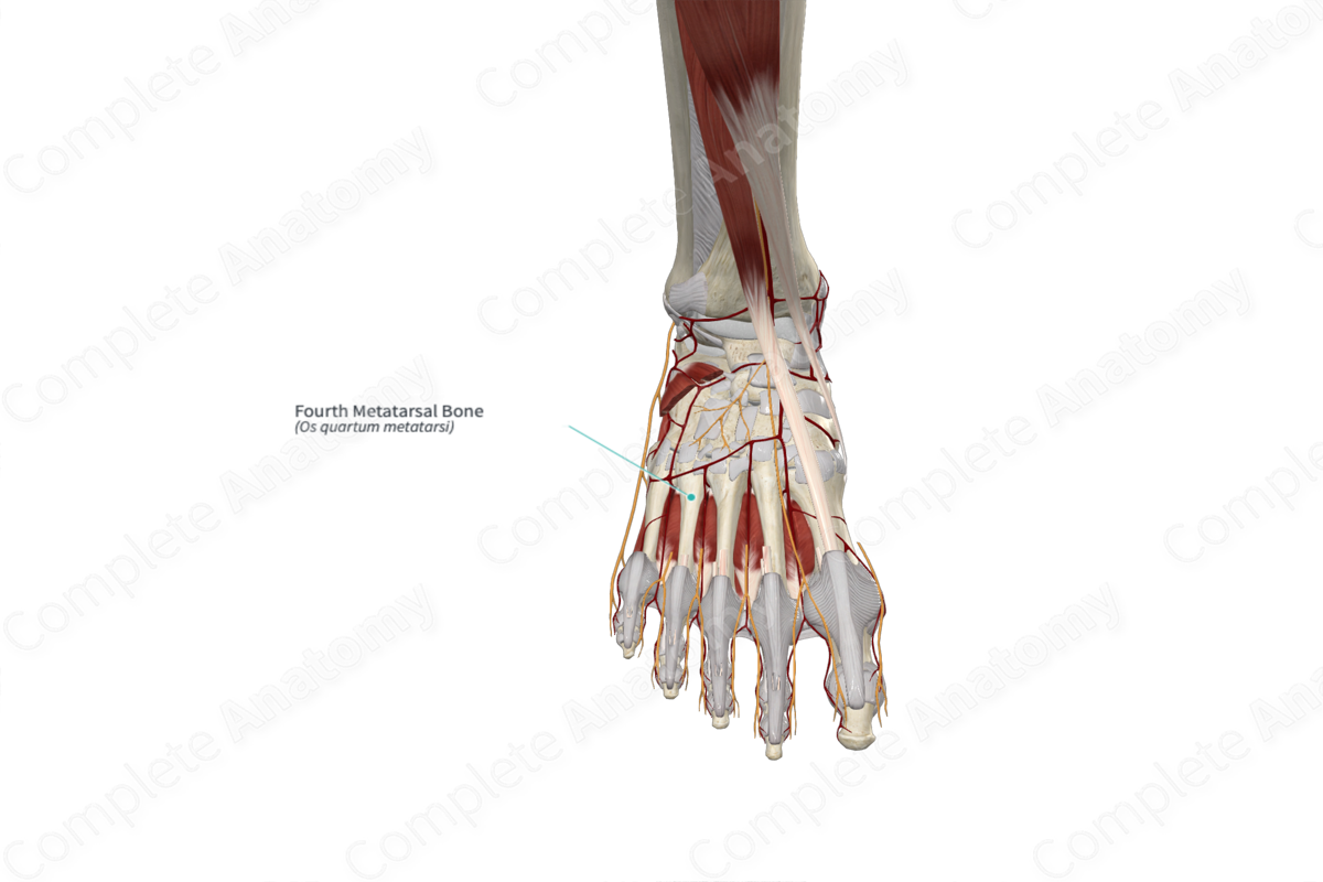 Ｂｏｎｅ　Ｊｏｉｎｔ　Ｎｅｒｖｅ ４-１/ア-クメディア（単行本） Amazon.co.jp: Bone Joint Nerve (Vol.7 No.1(2017)) : Bone