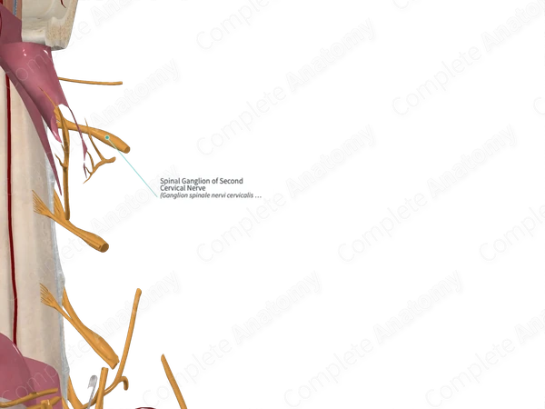 Spinal Ganglion of Second Cervical Nerve