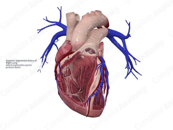 Superior Segmental Artery of Right Lung
