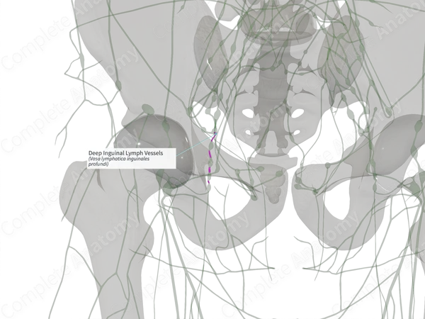 Deep Inguinal Lymph Vessels (Right)