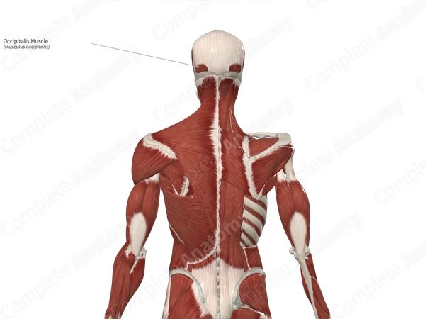 Occipitalis Muscle 