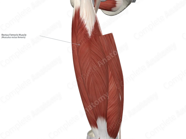 Rectus Femoris Muscle