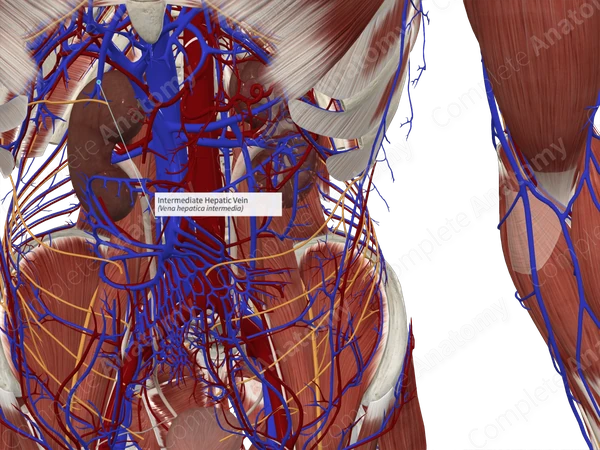 Intermediate Hepatic Vein
