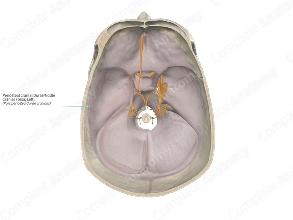 Periosteal Cranial Dura (Middle Cranial Fossa; Left)