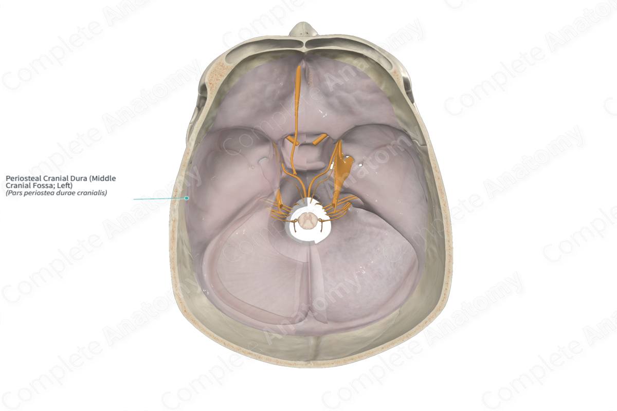 Periosteal Cranial Dura (Middle Cranial Fossa; Left)