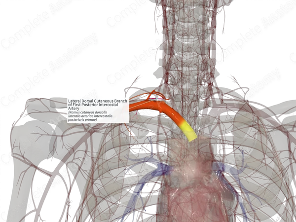 Lateral Dorsal Cutaneous Branch of First Posterior Intercostal Artery (Left)