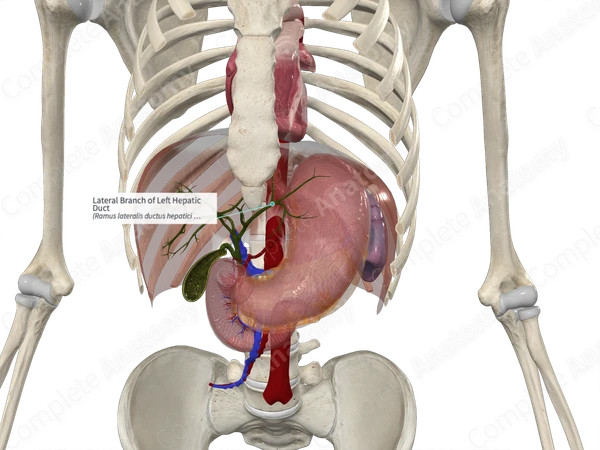 Lateral Branch of Left Hepatic Duct