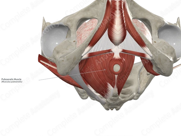 Puboanalis Muscle