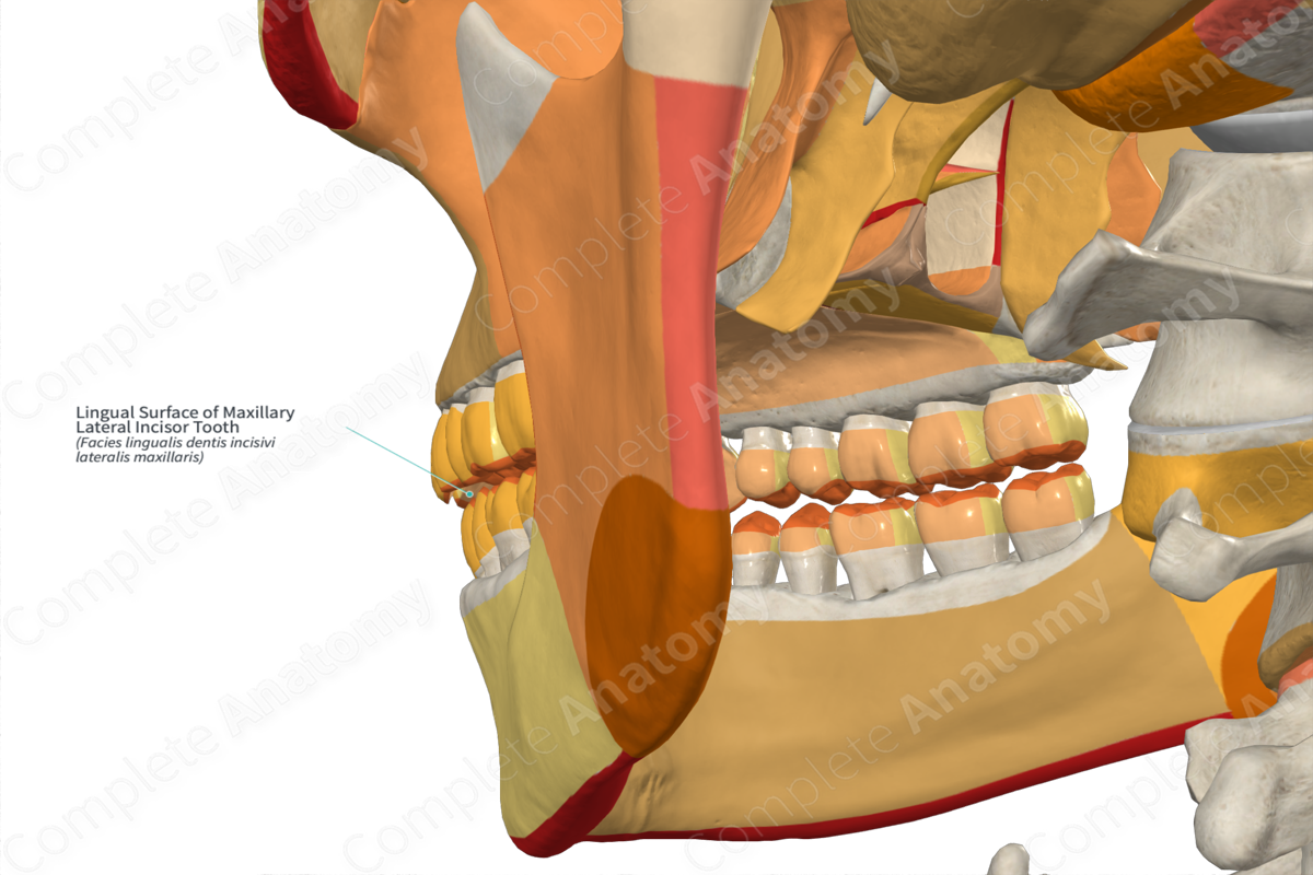 Lingual Surface of Maxillary Lateral Incisor Tooth
