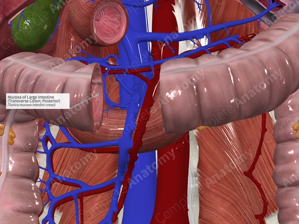 Mucosa of Large Intestine (Transverse Colon; Posterior)
