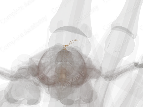 Anterior Cutaneous Branches of Intercostal Nerves (Left)