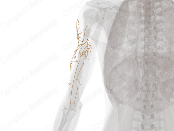 Nerves of Arm (Left)