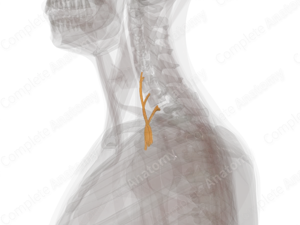 Supraclavicular Part of Brachial Plexus (Left)