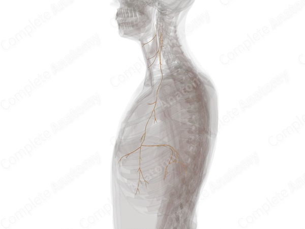 Deep Branches of Cervial Plexus (Left)