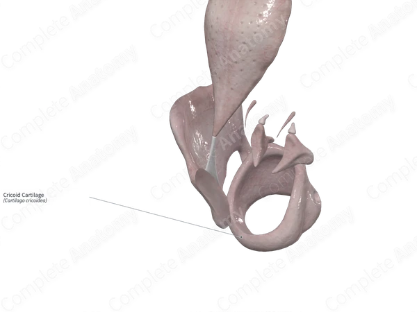 Cricoid Cartilage