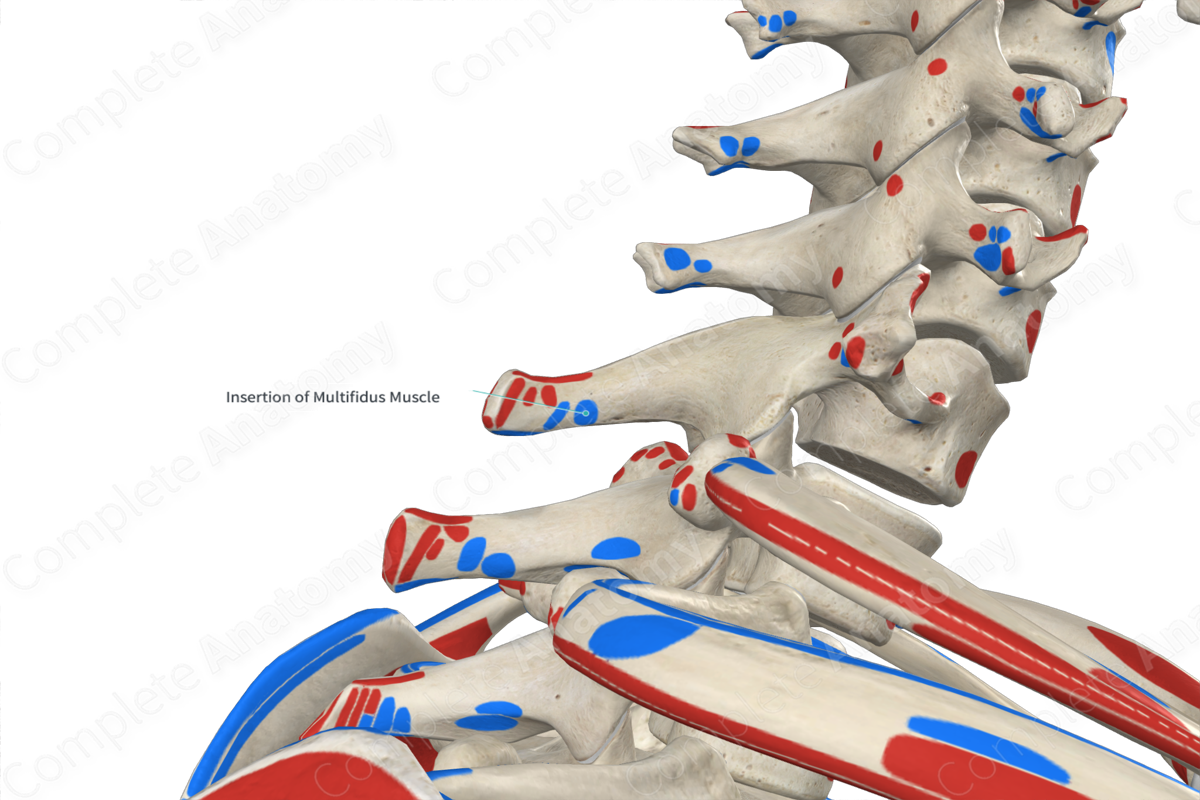 Insertion Of Multifidus Muscle Complete Anatomy 2950