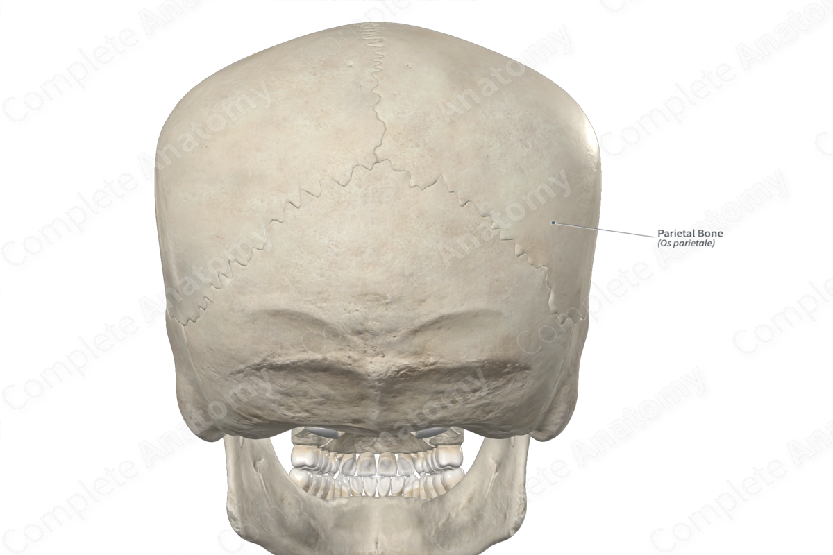 Parietal Bone 