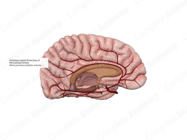Parietooccipital Branches of Pericallosal Artery