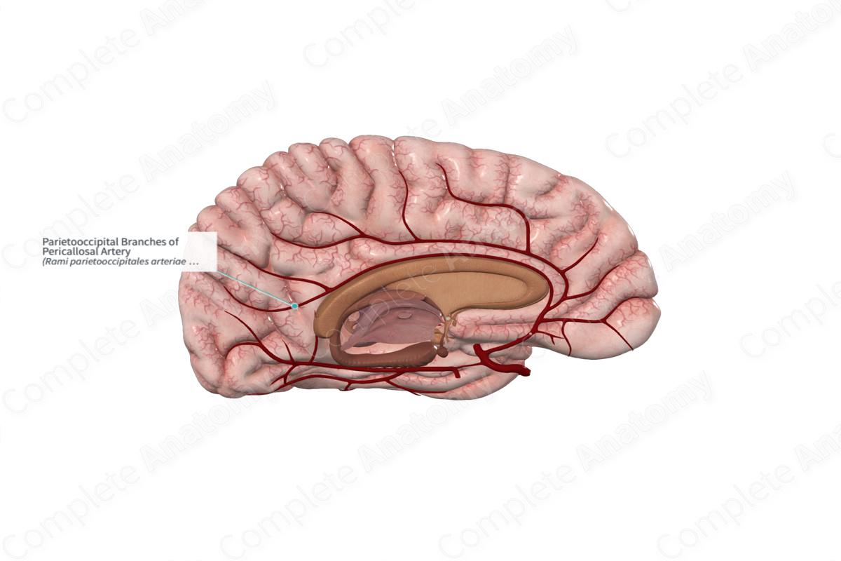 Parietooccipital Branches of Pericallosal Artery 