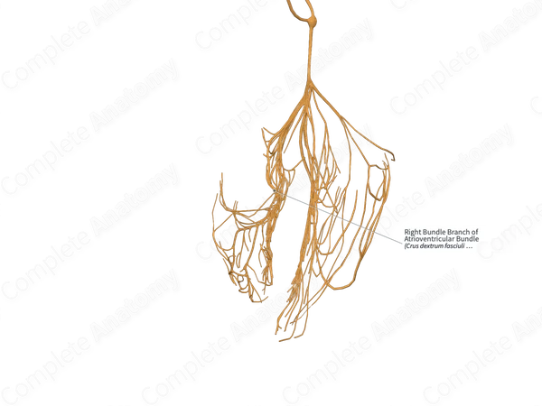 Right Bundle Branch of Atrioventricular Bundle