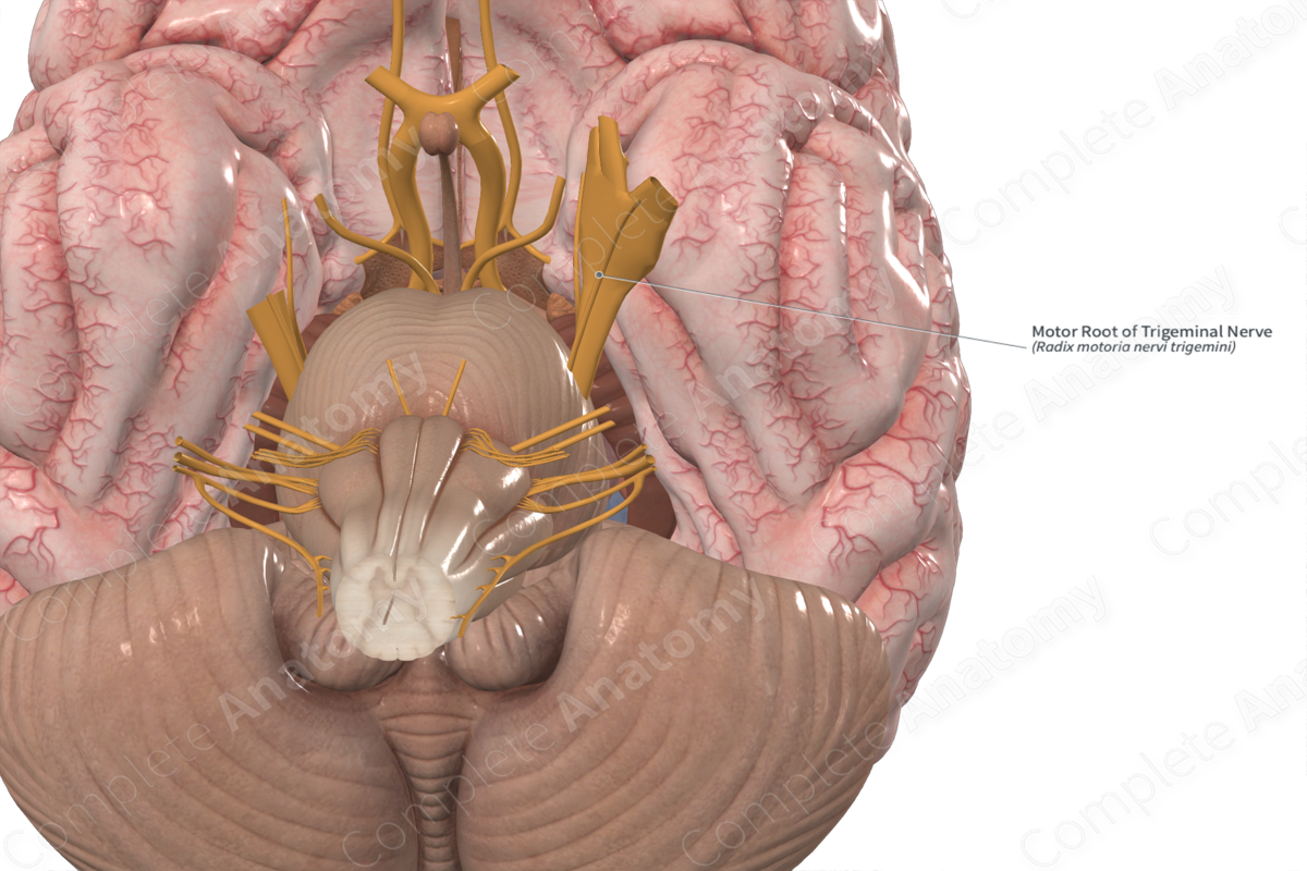Motor Root of Trigeminal Nerve 