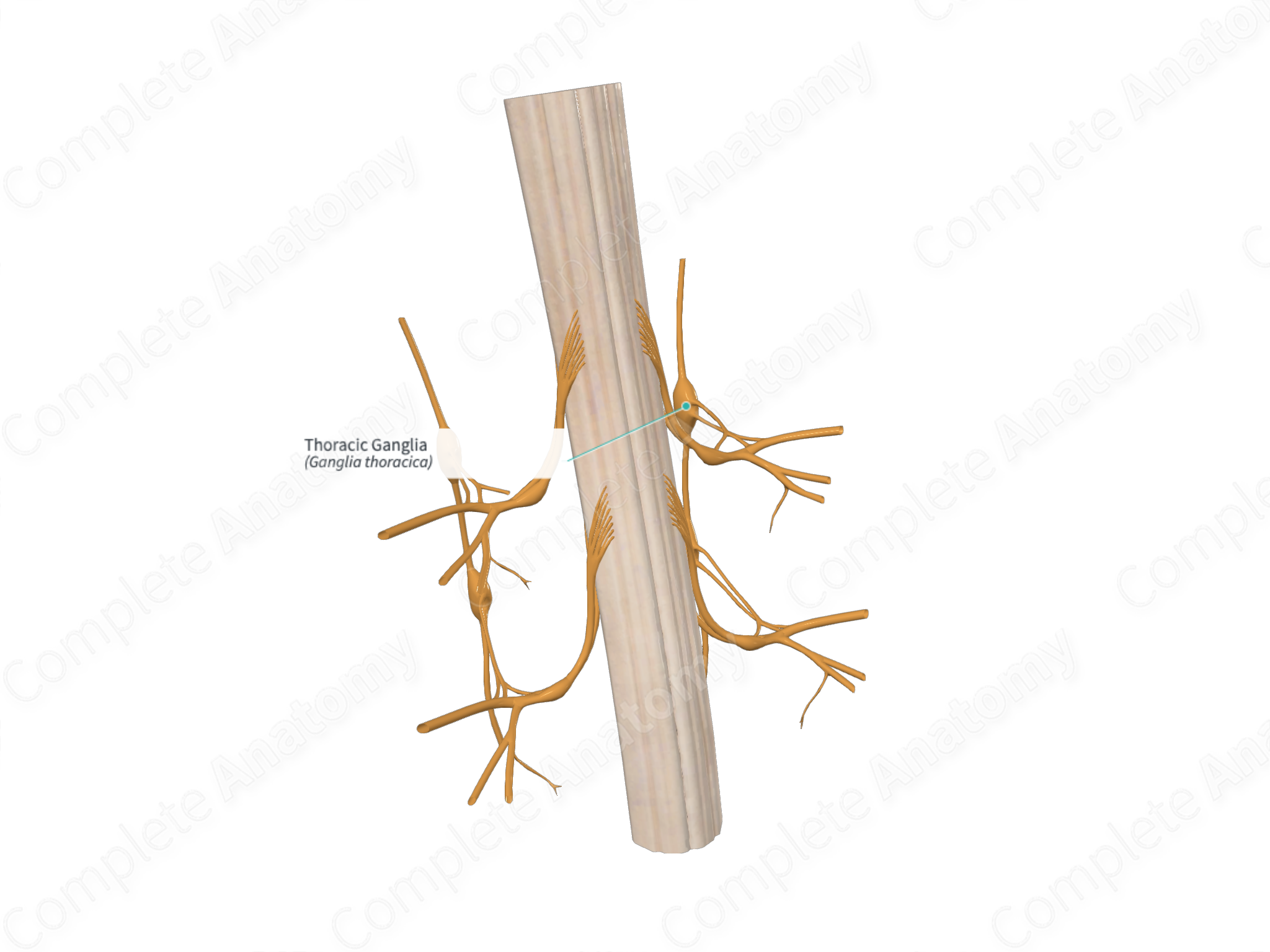 Thoracic Ganglia | Complete Anatomy