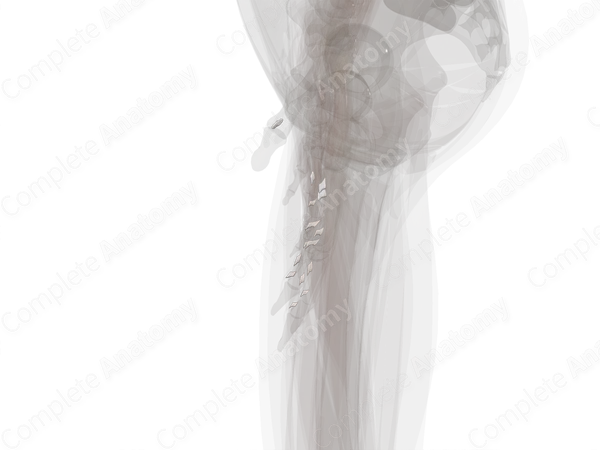 Vincula Tendinum of Hand (Left)