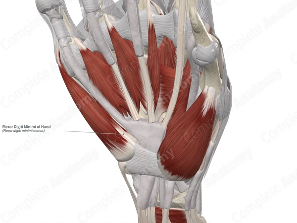 Flexor Digiti Minimi of Hand