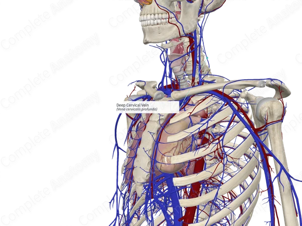 Deep Cervical Vein 