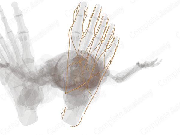 Nerves of Ankle & Foot (Left)