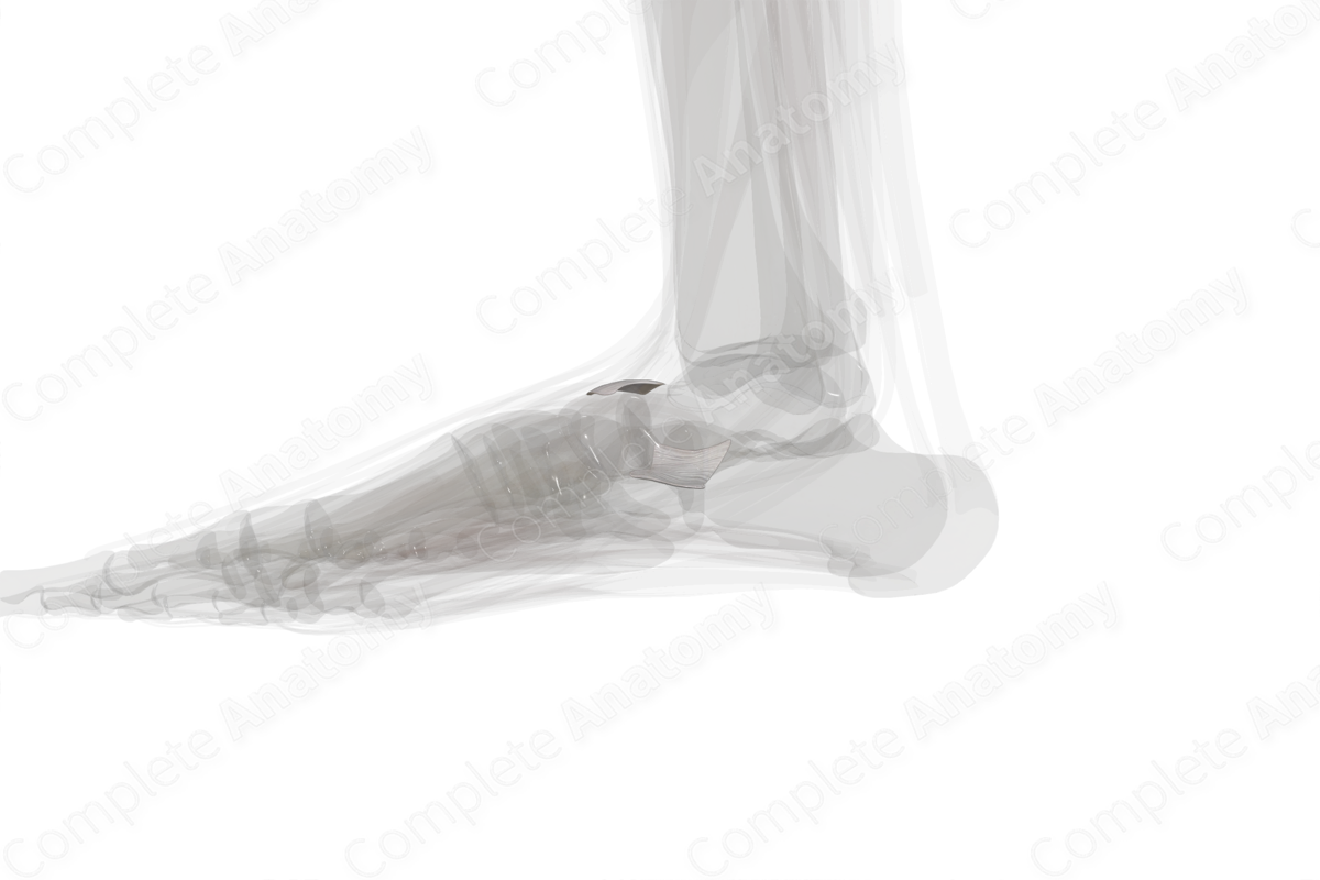 Talocalcaneonavicular Joint (Left)