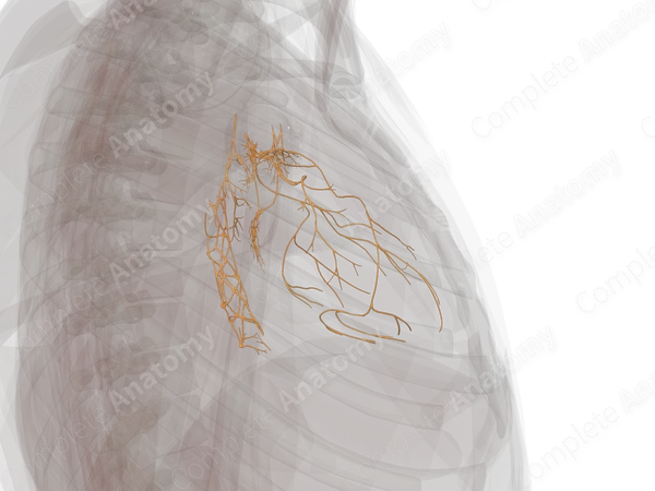 Thoracic Plexuses