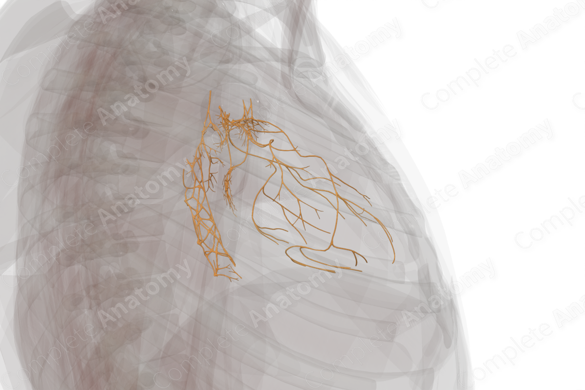 Thoracic Plexuses