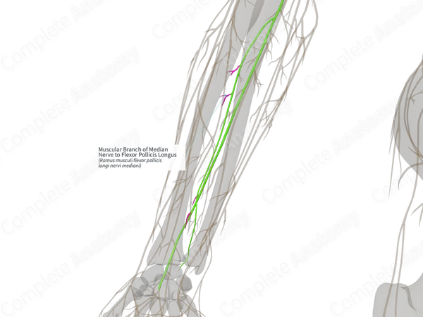 Muscular Branch of Median Nerve to Flexor Pollicis Longus (Left)