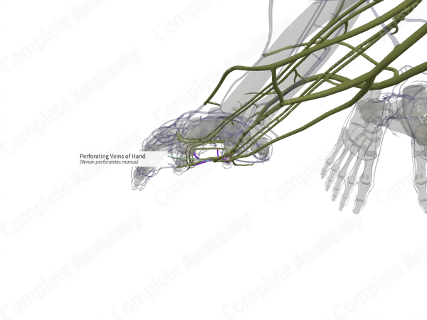Perforating Veins of Hand (Right)