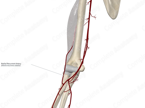 Radial Recurrent Artery